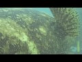 Xel-Ha