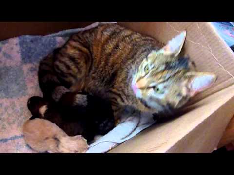 how to care puppies after birth