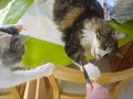 Maine Coons playing Maine Coons playing