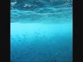 Conservation Spearfishing