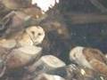Barn Owl Affections