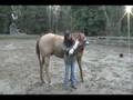 Parelli Level 2 Assesment-Liberty part 2