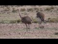 Lesser or Puna Rhea (Rhea pennata) - YouTube