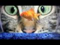 videos de mood tone project-Focused