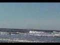 Shorebirds-swarming