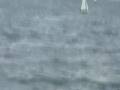 Hobie Cat DK 2008