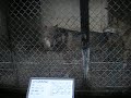 飼育体験2009 042.mov