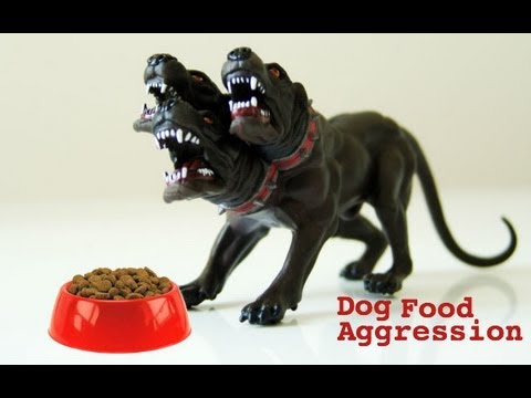 how to treat aggression in dogs