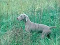 Weimaraner