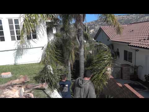 how to transplant a large queen palm