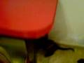 Cat-a-log: Des decides to kill the little stuffed teddy bear toy.
