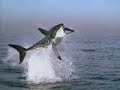 Shark vs Seal Shark vs Seal
