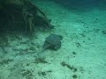 snapping turtle snapping turtle