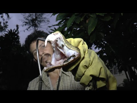 YouTube reptile video