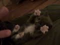 WATCHING: Surprised Kitty (original video) on YouTube http://bit.ly/6L64lw