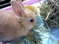 牧草を食べるうさぎ　ネザーランド ドワーフ ラビット（Netherland Dwarf）