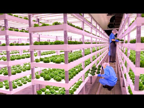 การทำฟาร์มเป็นวิทยาศาสตร์ กระบวนการของนักวิทยาศาสตร์ชาวเกาหลีในการปลูกผักสด ๆ และส่งถึงบ้านคุณ
