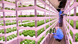 [은평구] 농사도 과학이다. 한국의 과학자가 신선한 채소를 재배하는 과정  썸네일
