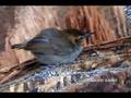 Half-collared Gnatwren (Microbates cinereiventris)