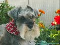 Amigos Schnauzer