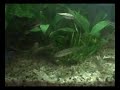 My Fish Feeding