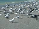Gulls and Royal Tern Bowman Beach Sanibel