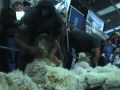 Esquila