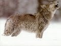 national-geographic-channel-a-man-among-wolves-trailer.html