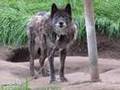 Canis Lupus