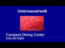 videos de Tauchen (Diving) in Campese, Isola del Giglio, Italy # 01