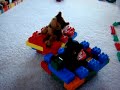 beanie baby racing beanie baby racing