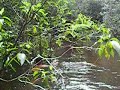 Amazonian Lizard Caught in the Aripuana