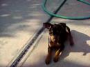 cute Puppies playing