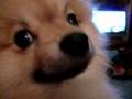 Boo Boo Tries To Talk #2