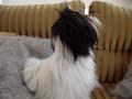 Meg lhasa apso