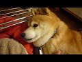 爺ちゃん柴犬の癒しの時間♪shiba inu