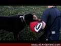 Proteccion Shutzhund Rottweiler RCI/IPO/SCH