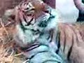 Zoo Lujān Zoo Lujān
