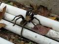 videos de Wild Tarantula Found in North Utah
