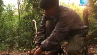 Reemergencia de los pueblos indígenas en América Latina