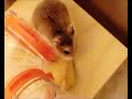 Roborovski hamster: Hanni, Nanni &amp; Manni