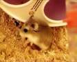 Roborovski hamster: Hanni, Nanni & Manni