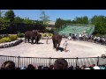 African Safari Toronto