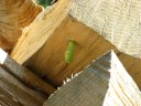 Monarch Caterpillar 07/05/08 A