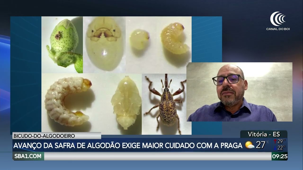 Bicudo-do-algodoeiro coloca safra de algodão do Mato Grosso sob alerta