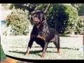 pit vs rott