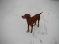 Vizsla in the snow