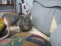 The Continuing Story of Gilmore Bailey Lagomorph