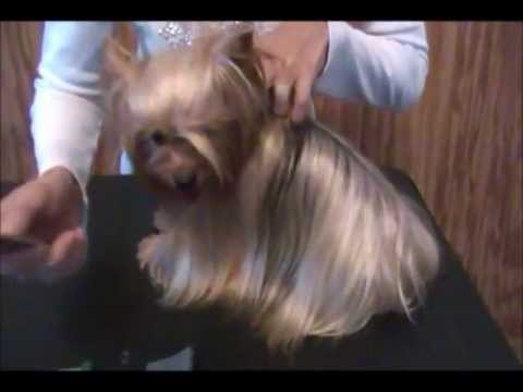 how to take care of a yorkie