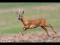 Rain Again  by Golchin Gilani ??? ????? - ????? ?????? -
